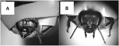 Lateralization of Sucrose Responsiveness and Non-associative Learning in Honeybees